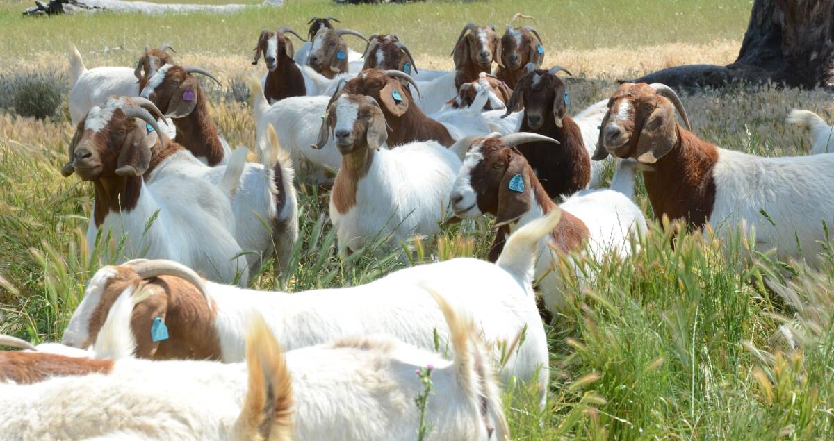 Goat prices match lamb rates