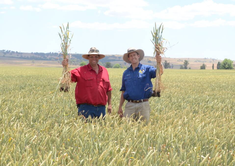 Tongy Station manager, Will Shepherd, Cassilis, and agronomist, Ed Blackburn, Haynes Farmer and Hardware CRT, Coolah, in the Central final’s winning sunlamb crop.
