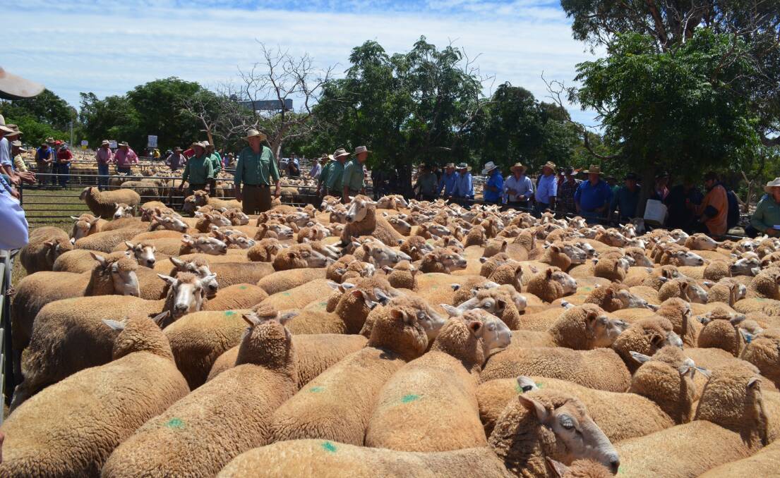 March/April 2015-drop, October-shorn, first-cross ewe lambs sold for $192