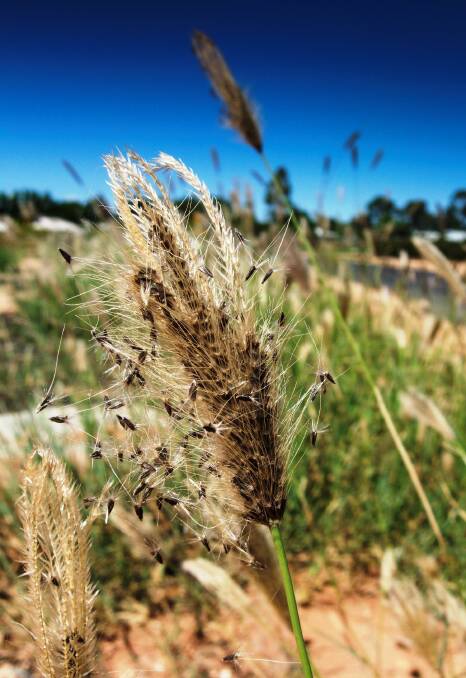  Feathertop Rhodes grass is glyphosate-resistant in some areas.