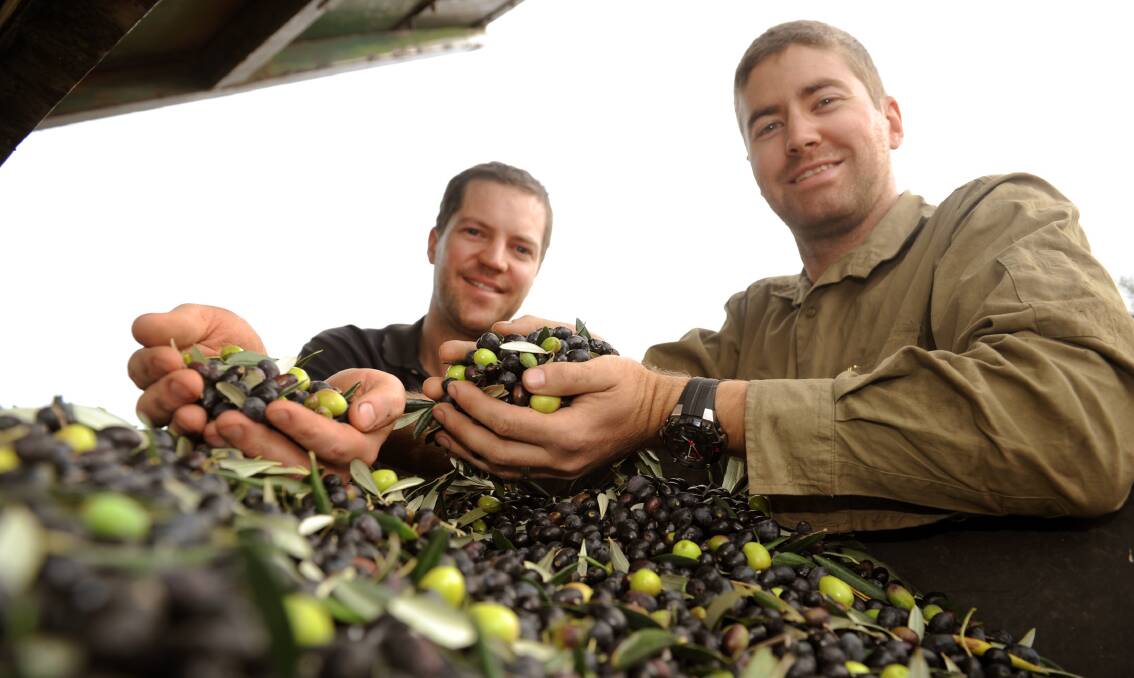 Grampians Olive Co's Greg and Daniel Mathews harvesting olives.