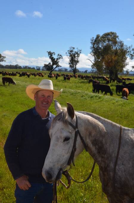 Ben Clark, "Callaghan's Swamp", Niangala, and his horse Mr Claus with cattle on the road between Caroona and Breeza. Mr Clark will have 190 head at Tamworth on Friday.