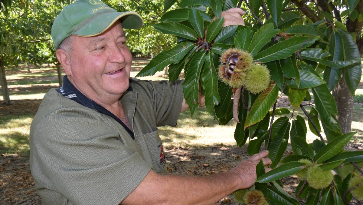 Stephen Foster, Tenterfield, has been growing chestnuts on his home property for the past 16 years.