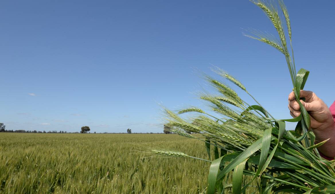 Concern for NSW wheat crop