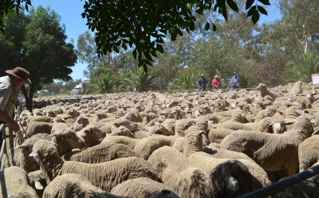 Merino ewes for sale at Urana. Demand for quality sheep during the offering of 10,000 sheep saw Merino ewes, 2013 drop and One Oak-blood, in-lamb to Poll Dorset rams and September shorn sell to top price of $198.