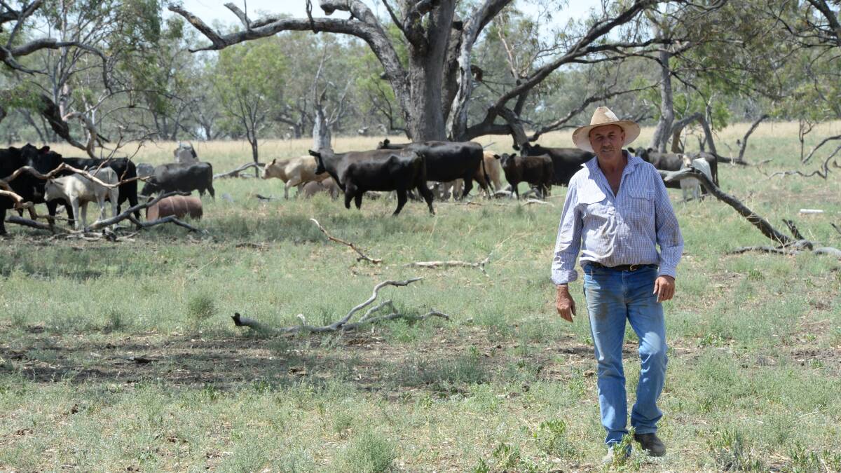 Steve Hatton manages Forest Lodge Enterprises, Wee Waa, as well as runs his own property “Coonarah”, 30km away. He is pictured at “Forest Lodge” with six- to 10-year-old Angus cows with Angus calves and Charolais-cross calves.