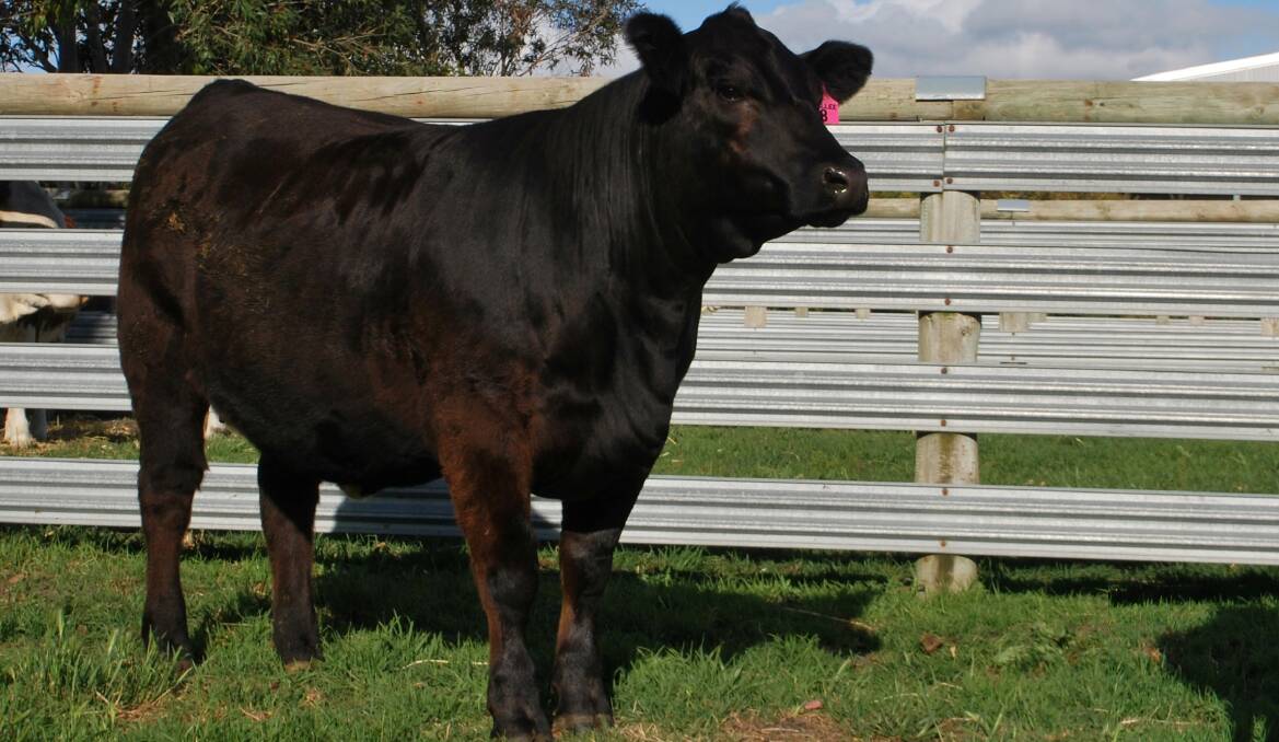 Woonallee's $20,000 sale topping heifer, Woonallee Razzle Dazzle K276 (P), sold to Regan, Karen and Trevor Burow, Yerwal Estate Simmentals, Lucindale, South Australia.