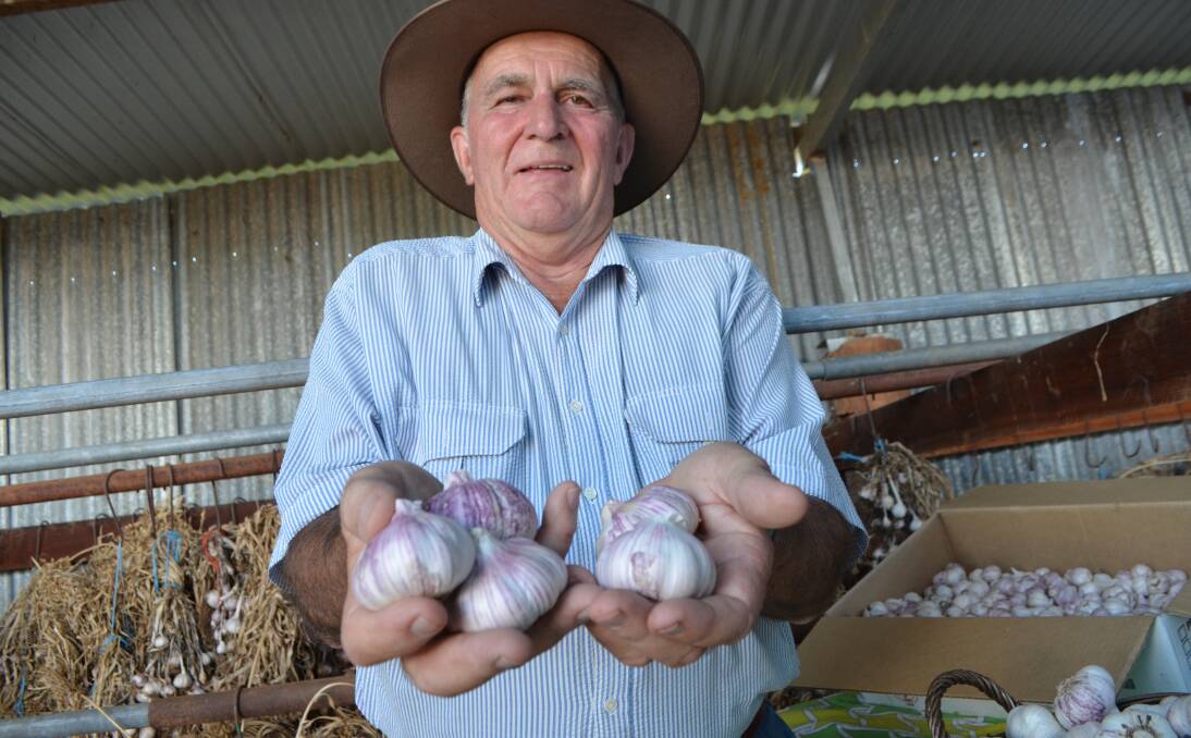 Roy Cody with some of his purple garlic.