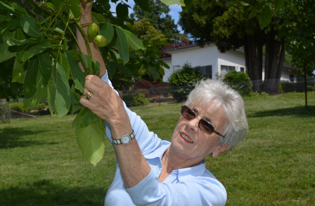 Jane Mayne pointing out the green walnuts that are almost ready for picking