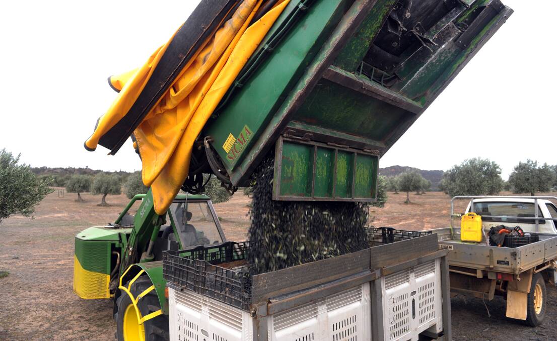 Olives being harvested at Grampians Olive Co. The grove has experienced its earliest harvest ever.