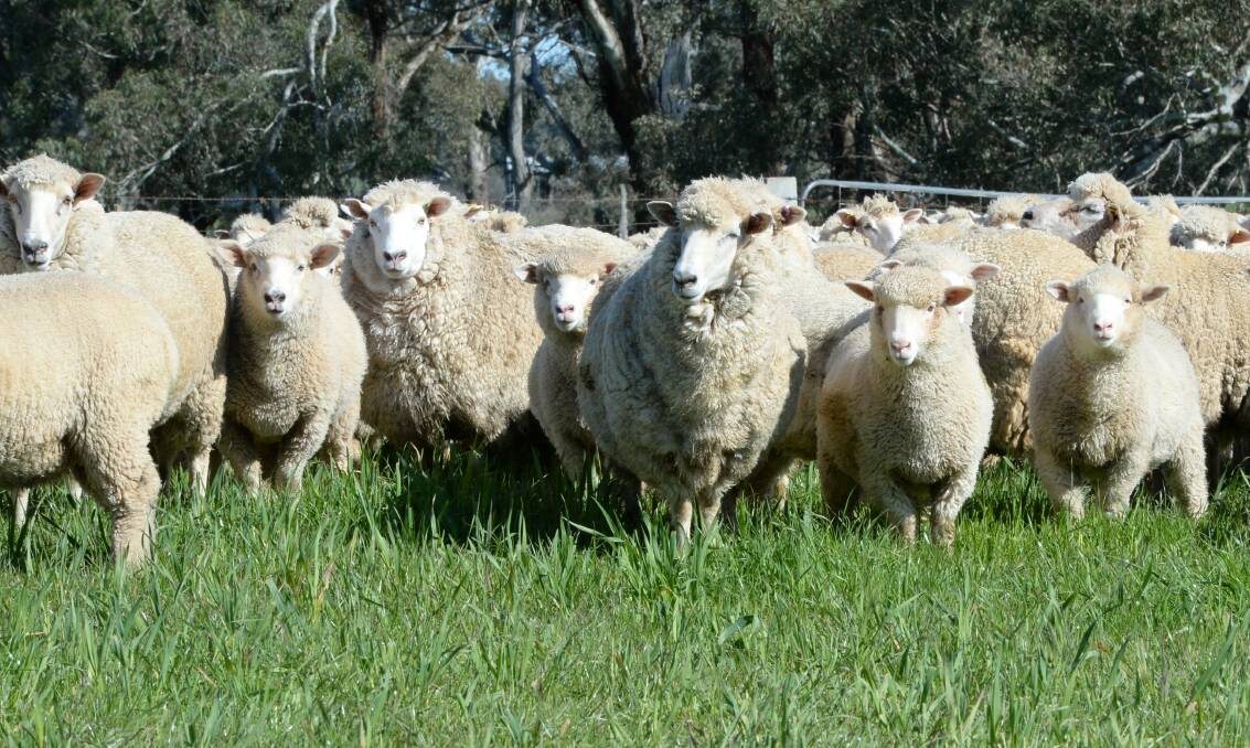 Sheep graziers warning issued