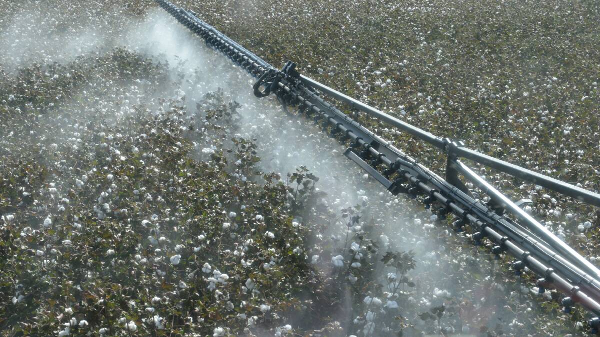 Spray drift hits cotton hard
