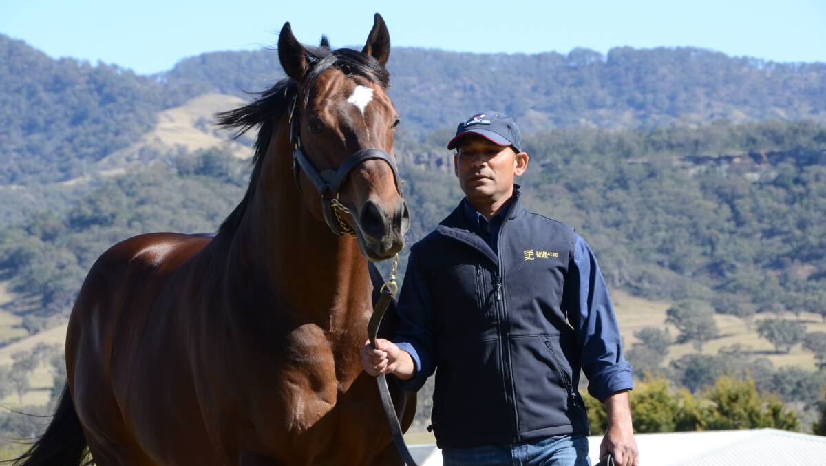 Progeny at the sale will include that of stallion Eavesdropper, pictured with stallion handler Ejaz Hussain on parade at Emirates Park, Murrurundi. Photo by Virginia Harvey