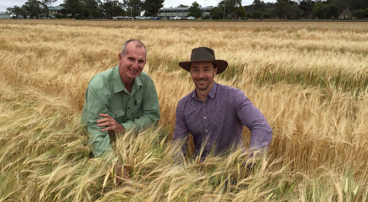 Landmark agronomist, Paul McIntosh with University of Queensland's Dr Lee Hickey, inspecting a crop for the drought tolerant barley experiment. 