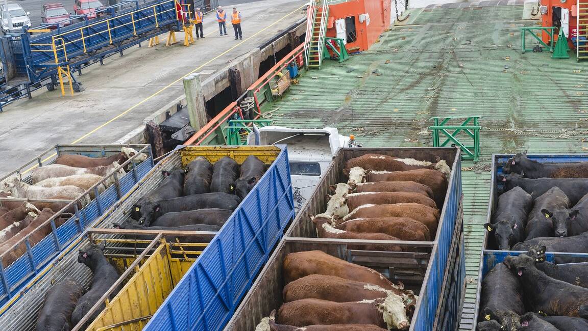 Cattle being loaded on the Go Lesath vessel, by the LD Shipping Company, on King Island, off Tasmania. Photo: Tara Dunstan