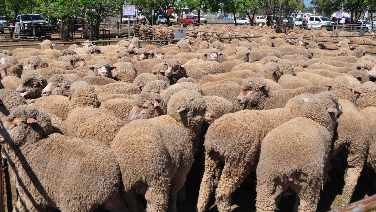 Buyers are looking for Merinos that offer good wool and meat prospects.