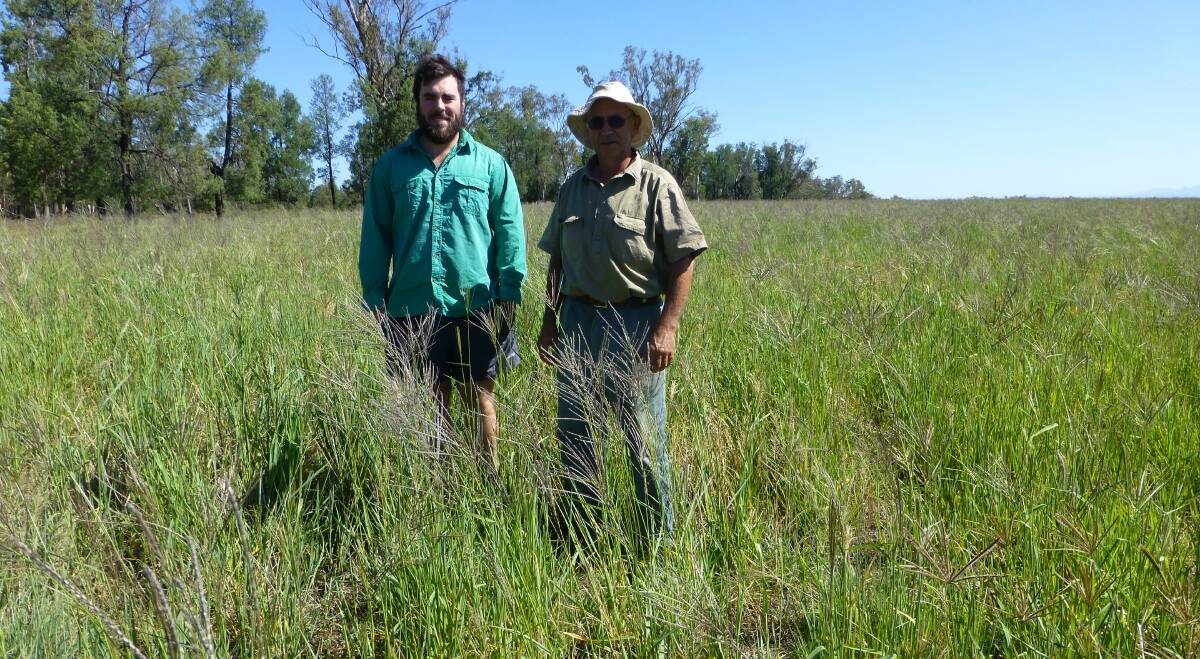 Matthew and George Avendano check tropical grass pastures on their property “Towri”, Boggabri, which is hosting a field day on March 7. 