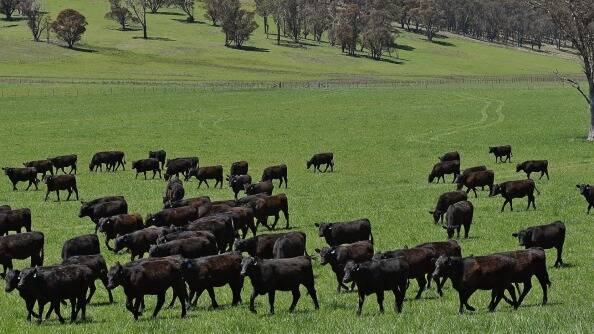 Grazing upon good land: Sydney fund manager Iain Gray is selling Achill West near Armidale. Photo: Paul Mathews