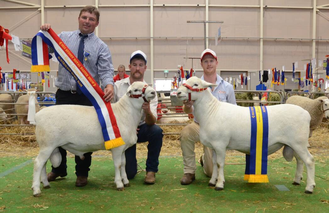 Australian White judge, James Frost, Hilden Poll Dorset stud, Crookwell, sashes his choice for grand champion Australian White ram held and exhibited by Brayden Gilmore, Baringa stud, Oberon, and reserve shown by Tattykeel stud, Oberon, and held by Ross Gilmore. Photo: Mark Griggs