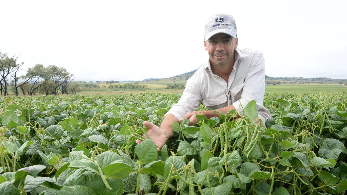 Ross Durham in his mung bean crop at “Nombi", Mullaley.