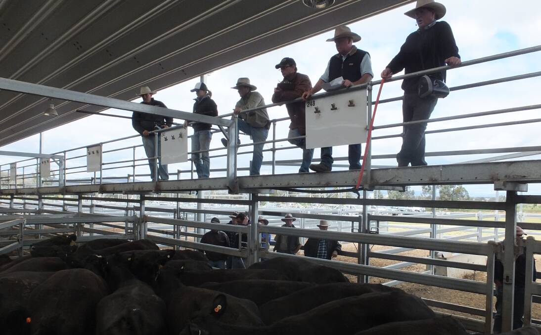 Livestock Exchange have been testing the capacity of saleyards such as Tamworth (pictured), Wodonga and Roma in Queensland to live stream the action at sales.