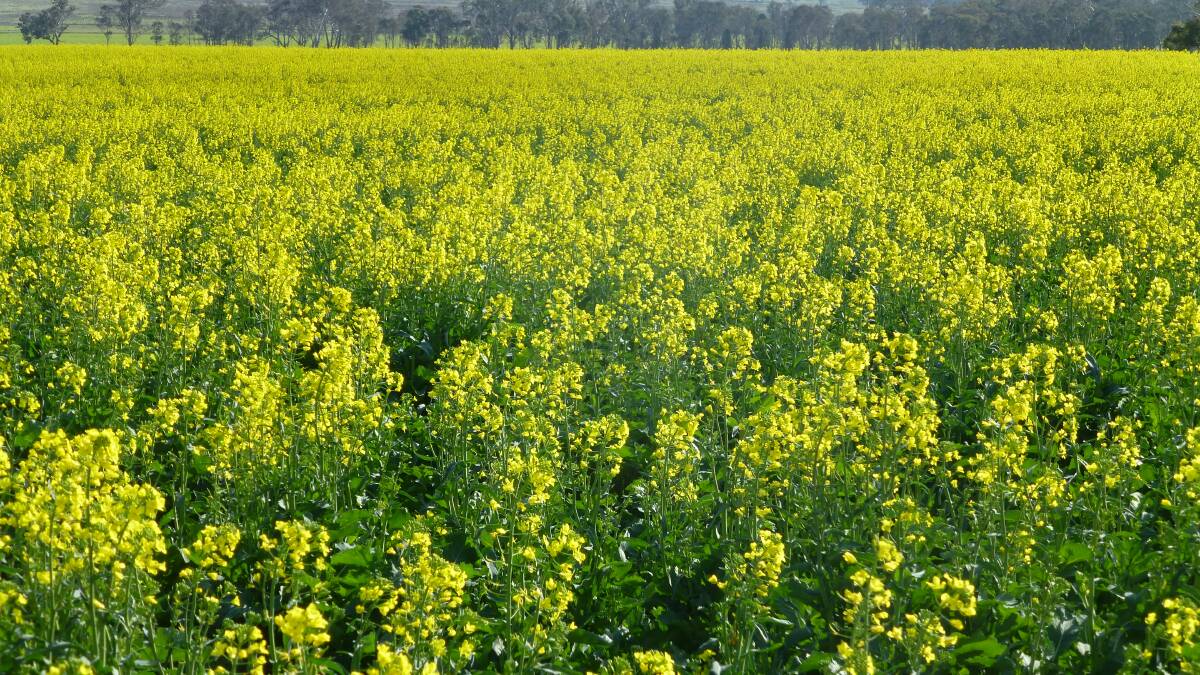 Quality crops, like canola, grown in a zero till system help improve soil quality and other NRM aspects. Science underpins sustainable cropping and pasture systems.