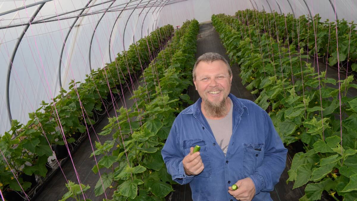 Rob McKenzie in his greenhouse at Martindale.