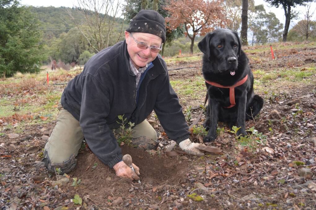 Dogs sniff out black gold in cold country