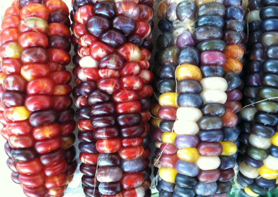 Heirloom corn is a feature at "Prairie Turnip".