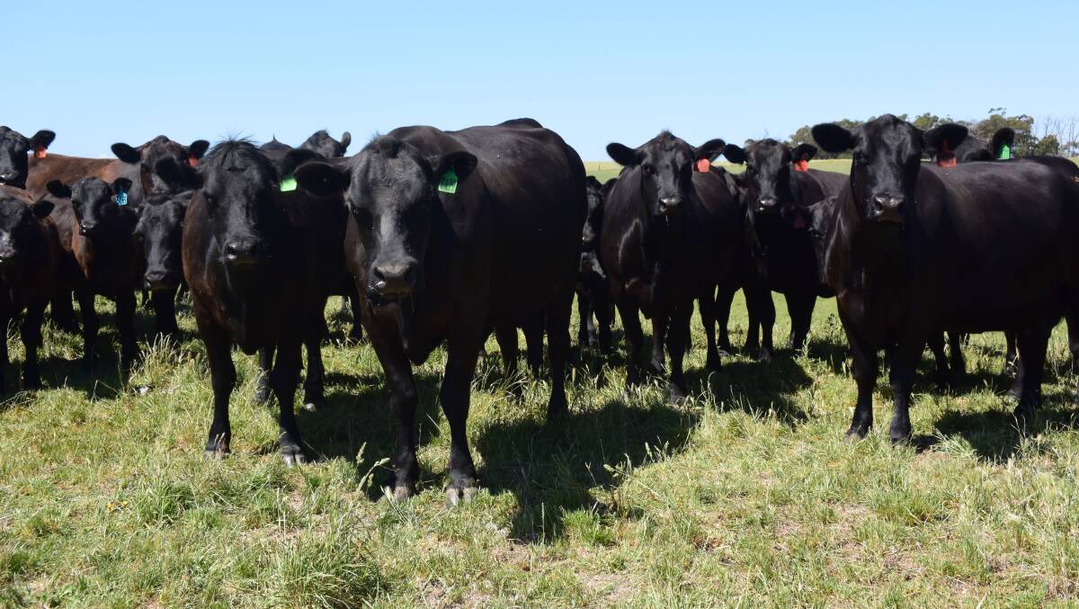 Mixed-age Angus cows, up to six years old at “Nanjomara” are scanned for
fertility and any empty females are sold.