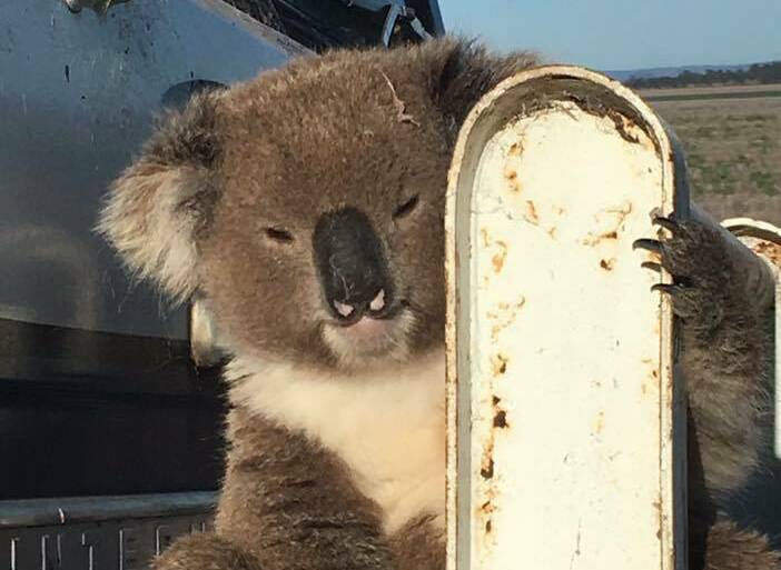 Hitchhiking koala gets dropped off at local gum tree | Video