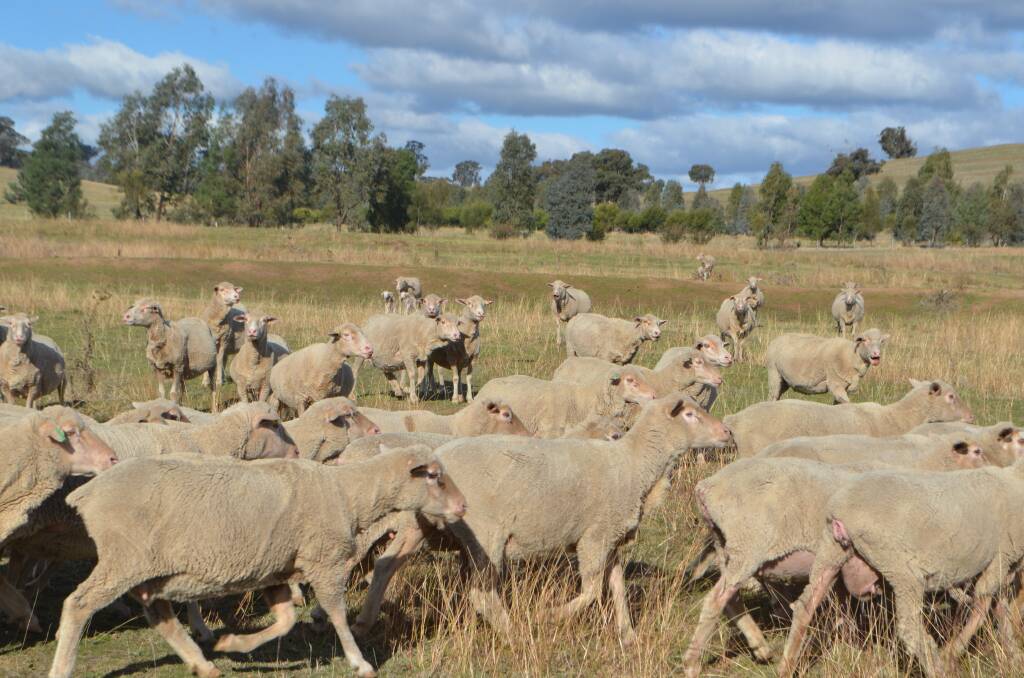 Sheep graziers warning remains in place