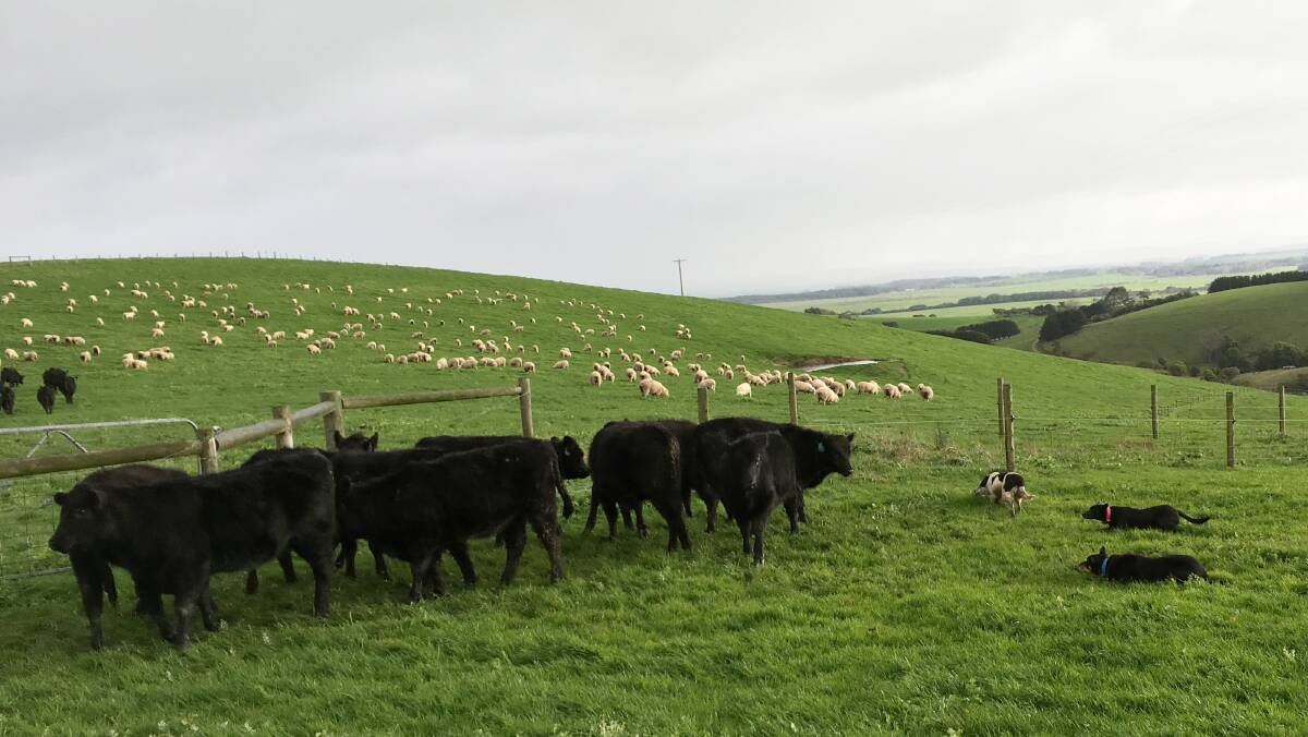 Dogs form a wall to direct weaner heifers during the weaner education process at Shane and Claire Harris' Harris Farms beef operation at Leongatha, Victoria. Photo by Claire Harris.