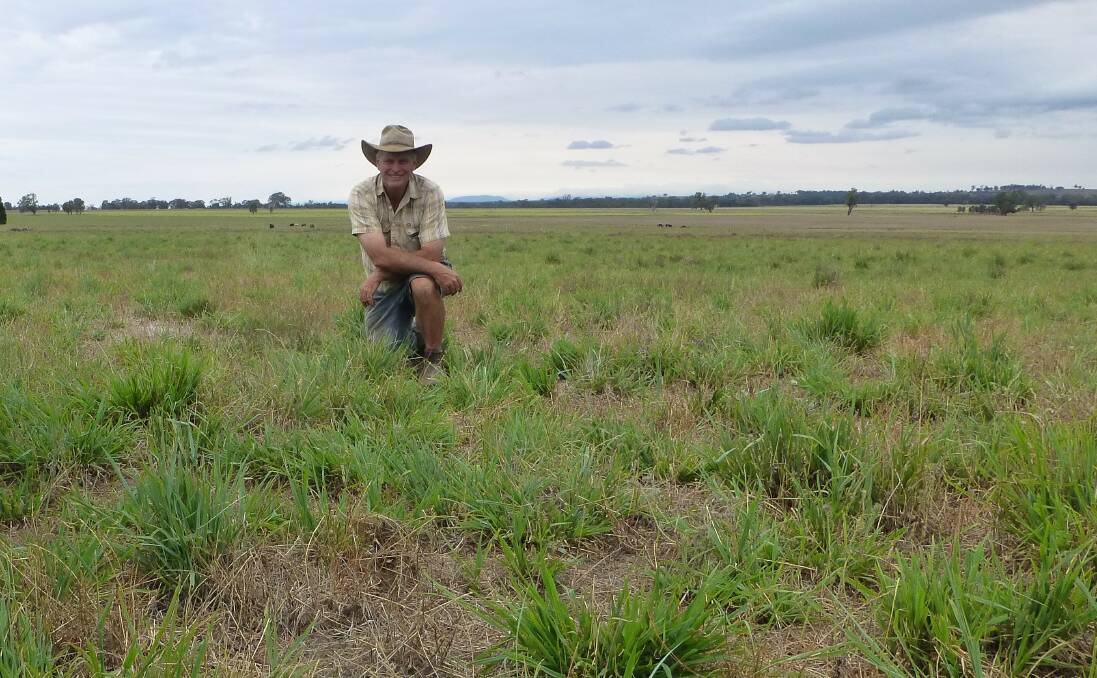 Alan Poyner, “Kurrajong Vale”, Ulamambri, checks a client’s tropical grass pasture together with dried off winter legumes in early summer, which is excellent finishing feed. 