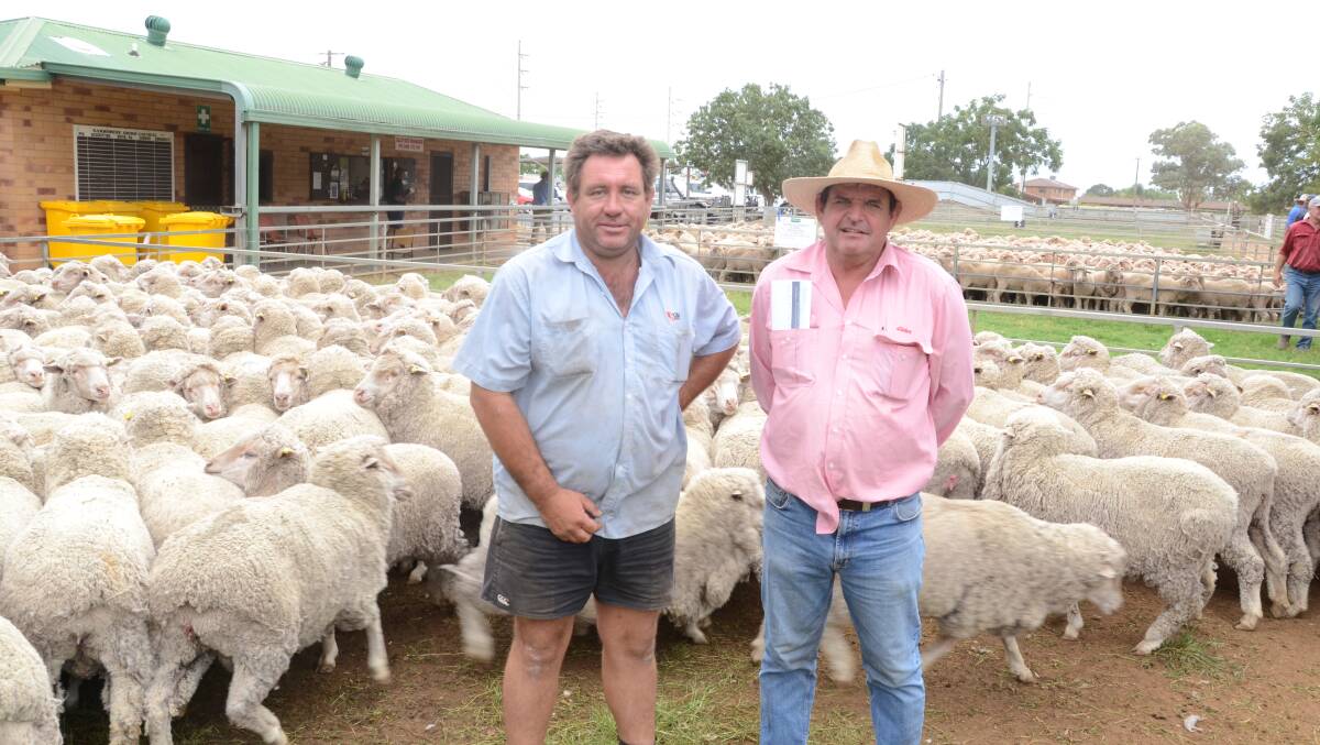 Anthony Stonestreet, “Fairview”, Narromine, and Elders Dubbo agent Mark Barrow with 213 2½-year-old Merino ewes bought for $141 at the Narromine store sheep sale on Wednesday last week.