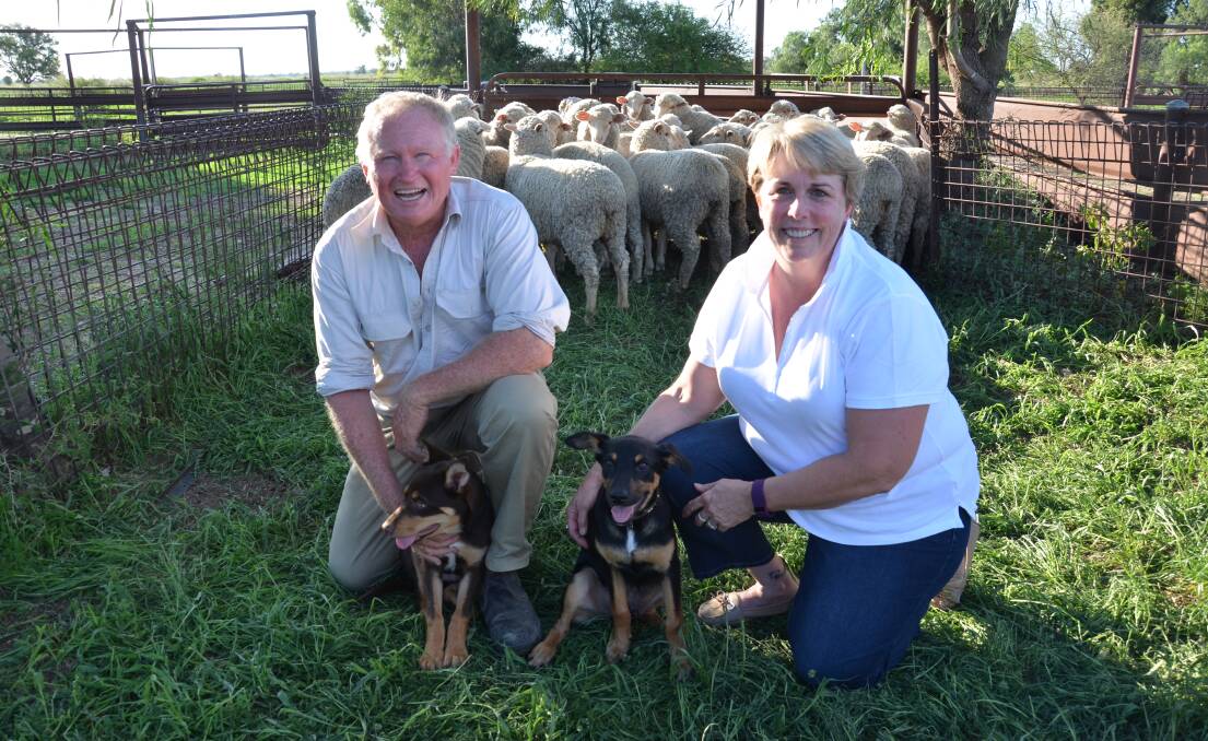 Chris and Helen Carrigan, "Welbon", Garah, with some of their Dohne lambs, ready to be marked with the help of puppies, Max and Browny. The Carrigans run a Dohne flock consisting of as many 3500 ewes.