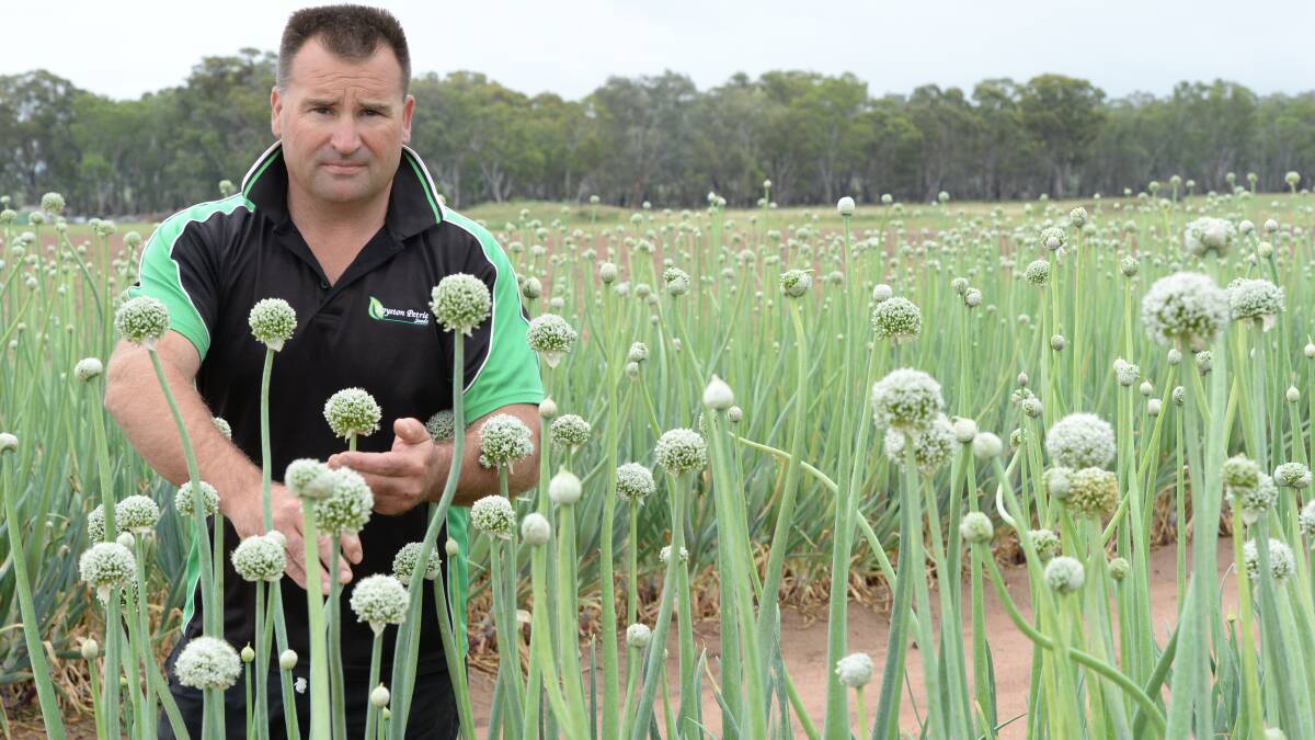 Daniel Lewis, Production Manager of Royston Petrie Seeds, Mudgee.