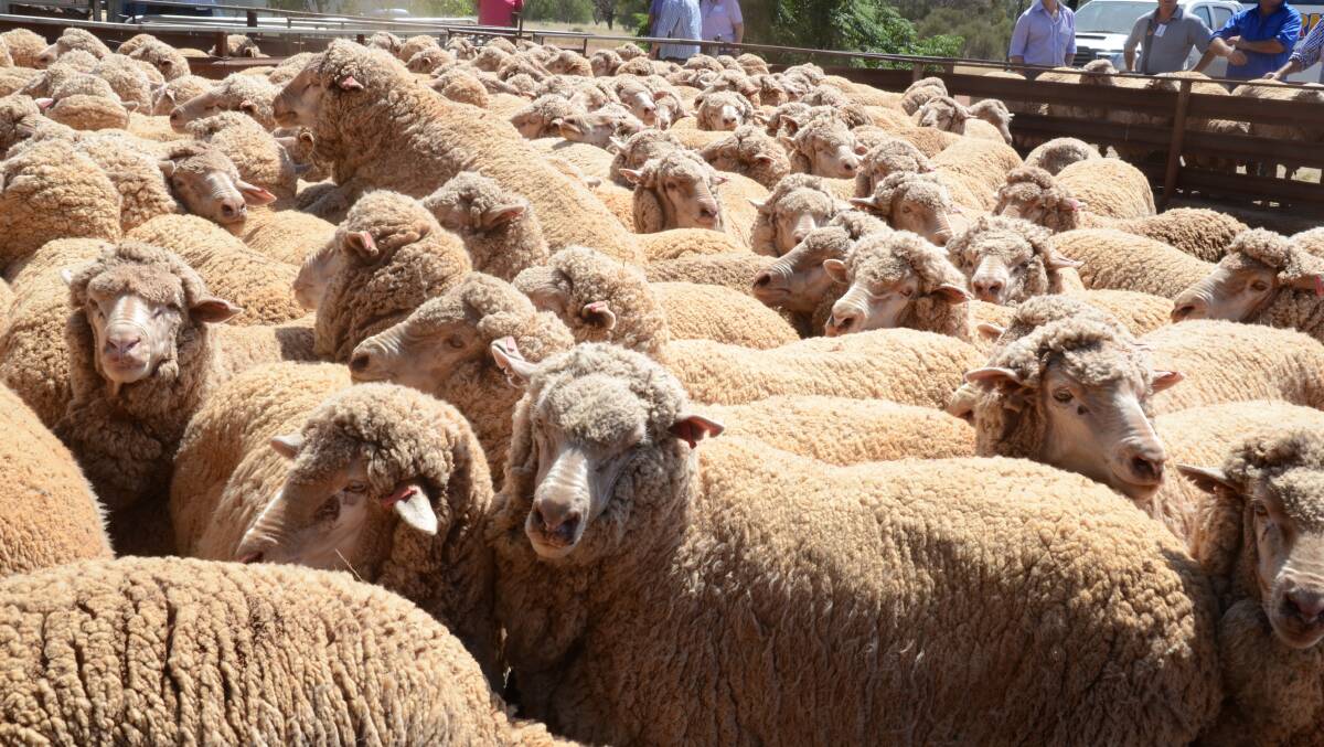Hot summer hits sheep prices