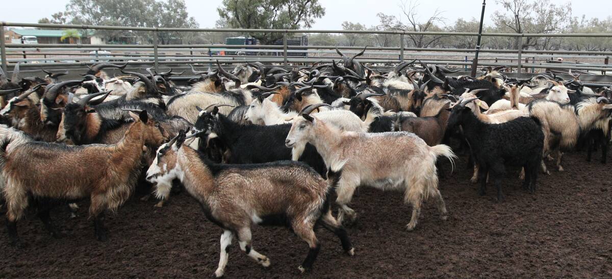 Barwon MP Kevin Humphries said the burgeoning goat industry in the state’s west had been targeted by poachers on the back of high meat prices. Photo Peter Rae. 