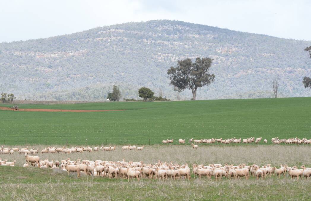 Sheep graziers on alert for third day running