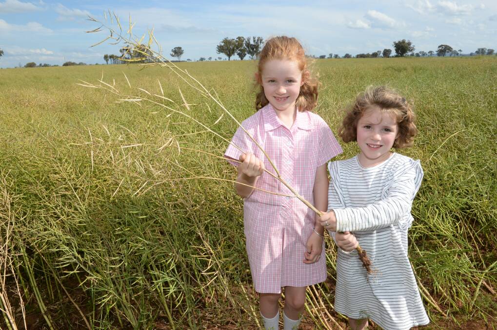 Canola and manola growing at "Rosewood", Arthurville, west of Wellington, drew the attention of the Carney sisters, Lucy, 7, and Olivia, 5. They were out with their father inspecting the family's crop for sclerotinia.