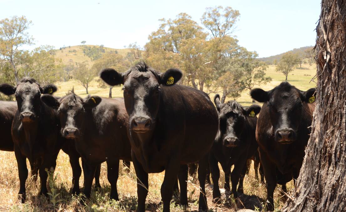 Just as selecting your bulls for one trait can be damaging to the direction of your herd, shaping policy around one aspect at all expense leads to broken down policy. 
