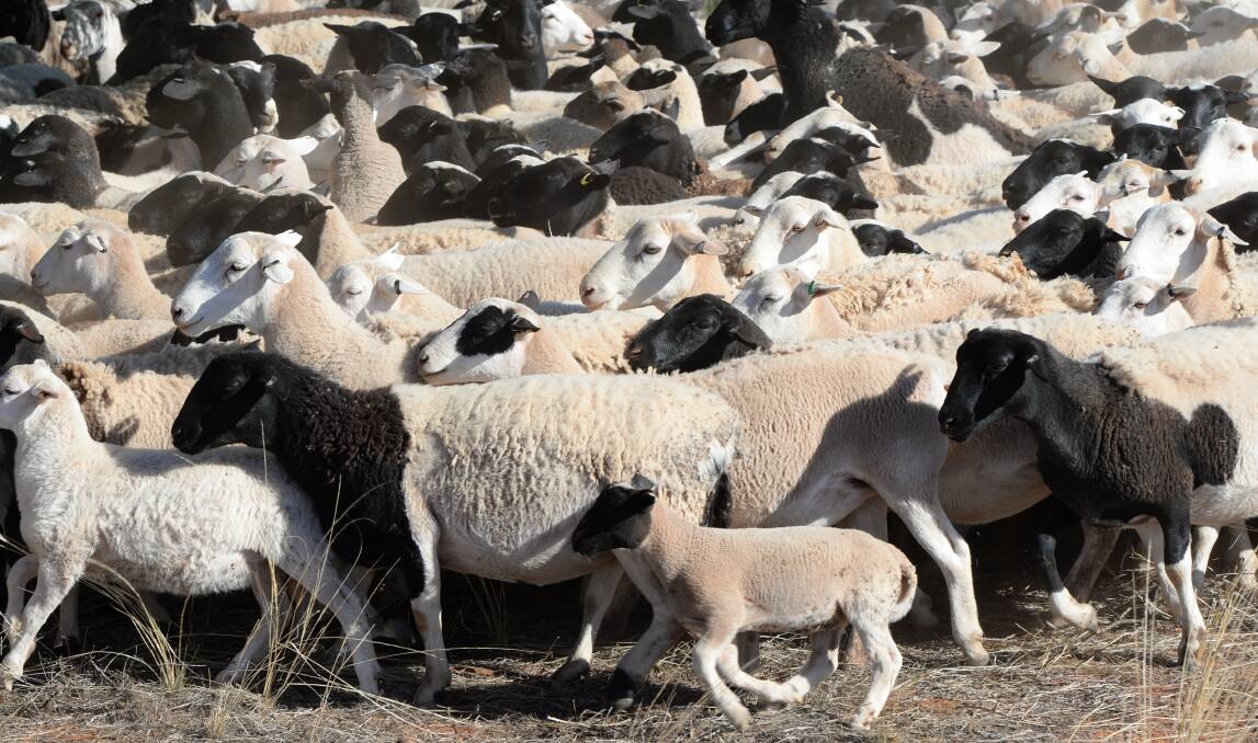 Sheep graziers warning in place