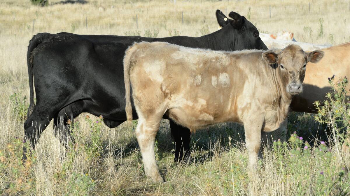Smaller cows can be efficient when joined to larger European-type bulls.