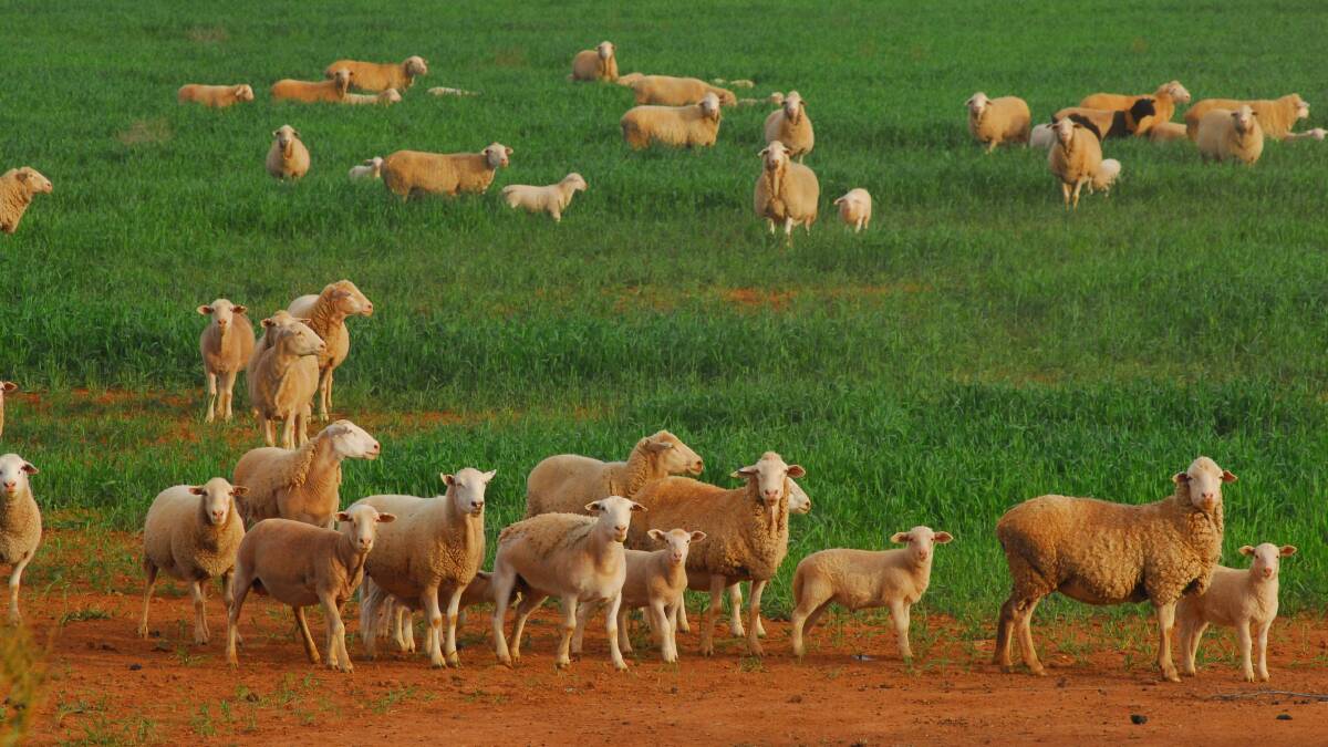 Sheep graziers warning in place