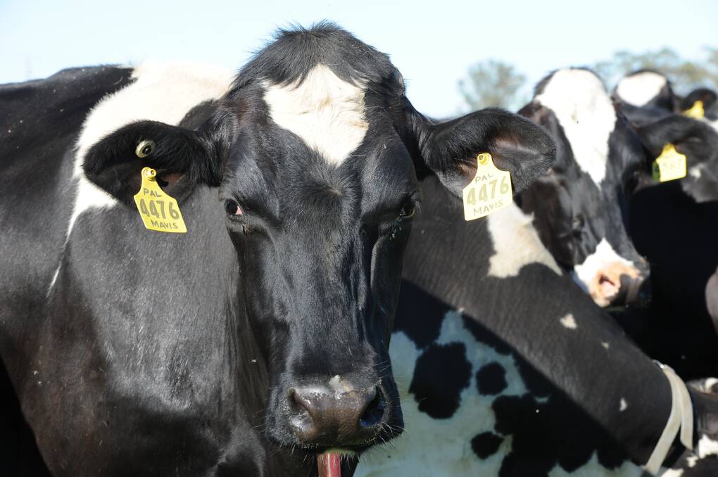 Dairy production falls as price backlash bites