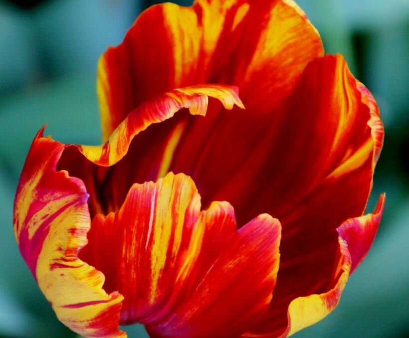 Hybrid tulip Gerrit van der Valk. Tulip bulbs can be ordered from now until the end of April and planted until the end of May.