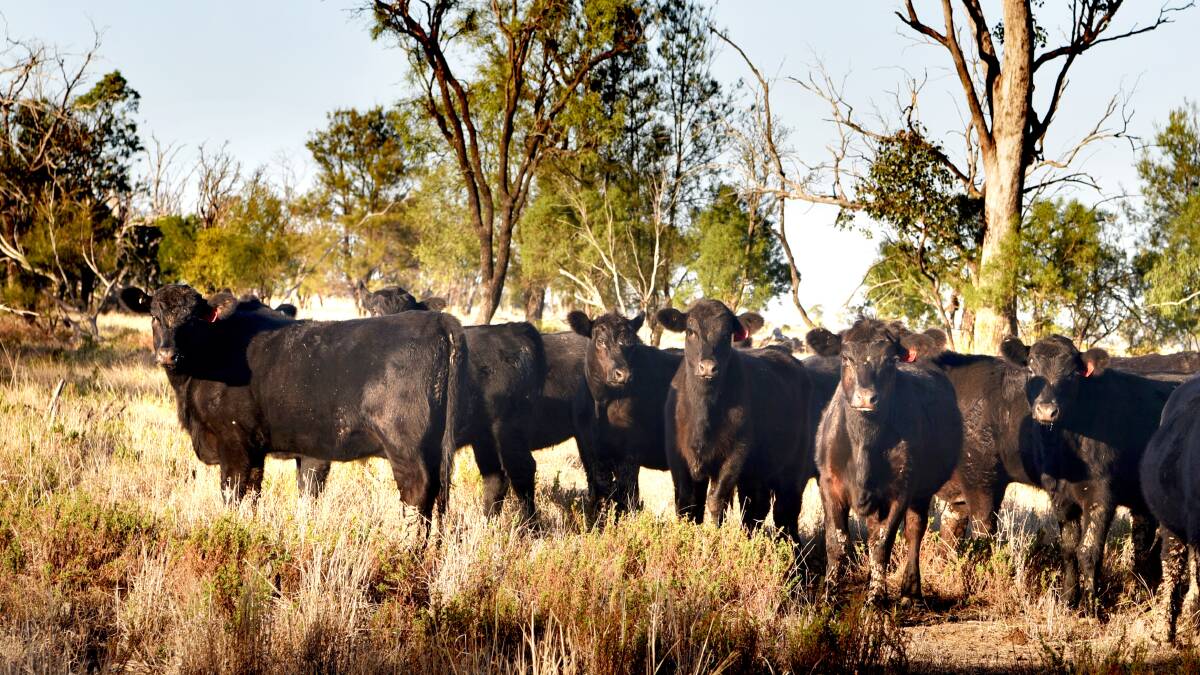 Nappa Merrie is running crossbred back cattle - a combination of breeders and steers to be turned off as bullocks or sold to feedlots.