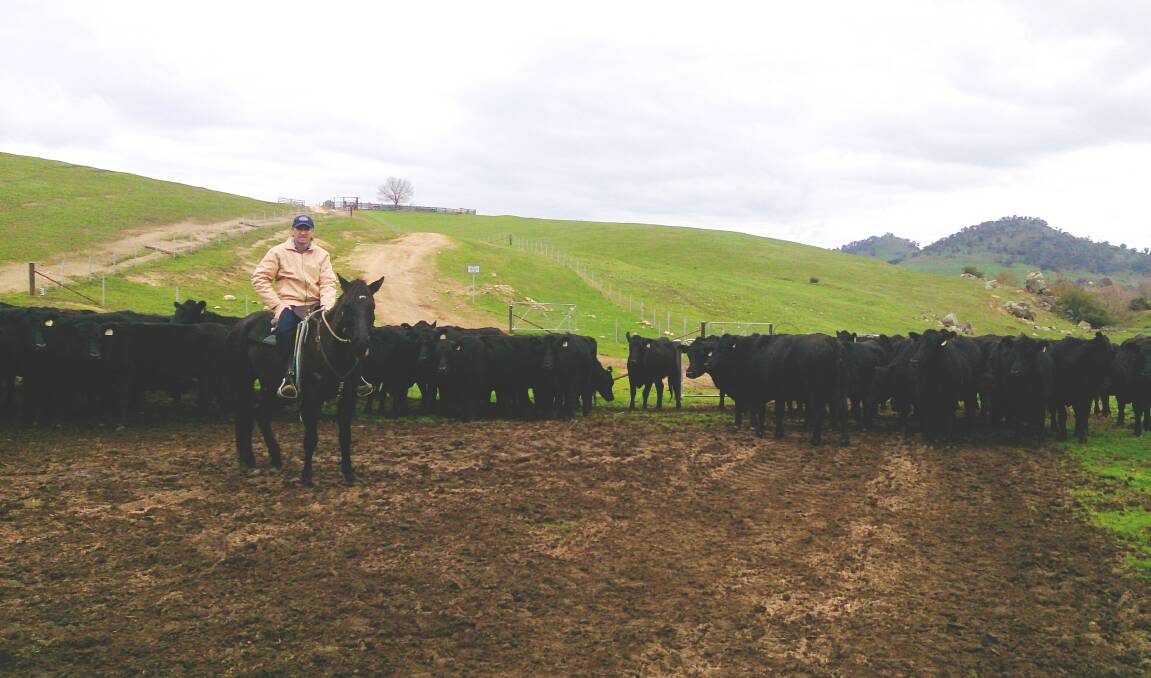 James Crain, manager of "Possum Point", Tooma, said his pure Angus herd can thrive in wet conditions and extremes in temperatures. He aims to produce animals with a calm temperament.