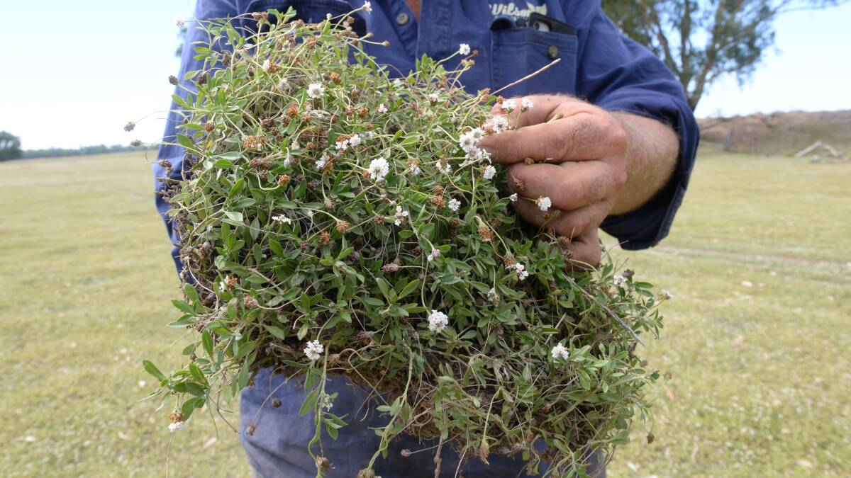 Lippia grows in large clumps and is covering the whole area in the background on a Jemalong district floodplain property. Nearby "Elma" bought by Evan Wilson and cleared of lippia yielded a 6.5 tonne per hectare Lancer wheat crop last year.